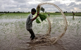 Không phải Philippines hay Ấn Độ, đây mới là ‘thủ phạm’ khiến gạo Việt Nam, Thái Lan đón tin buồn: Giá giảm 44% vì một động thái