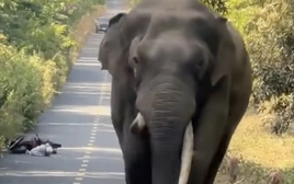 CLIP: Voi ngà lệch “đi dạo” ở Đồng Nai, người dân bỏ xe máy chạy thoát thân