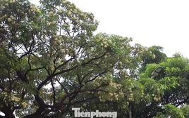 Hà Nội yêu cầu cắt tỉa ngay hoa sữa vì mùi quá nồng