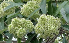 Đau đầu, buồn nôn vì mùi hoa sữa: Có phải ngộ độc?