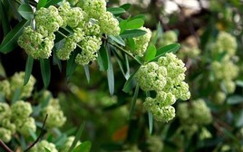Dân mạng gọi sống cạnh cây hoa sữa là 'thử thách sinh tồn', khoe đủ cách đối phó