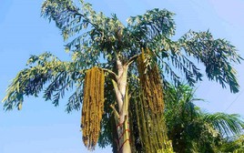 Vì sao gọi là cây 'đủng đỉnh'?