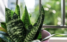 3 vị trí không nên đặt cây lưỡi hổ