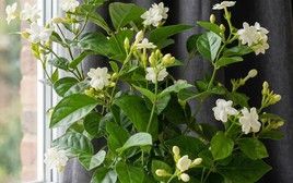 Lời khuyên dành cho những gia đình đang trồng cây hoa nhài