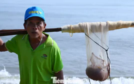 Nghề 'đi giật lùi' kiếm tiền triệu mỗi sáng ở biển