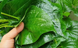 5 loại rau chỉ cần trồng một lần, hái ăn hết lứa này đến lứa khác