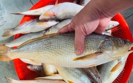 Chủ cửa hàng hải sản 20 năm tiết lộ: 5 loại cá hoang dã giàu dinh dưỡng, không thể nuôi được, thấy phải mua ngay!