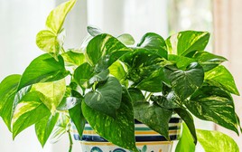 Trồng cây trầu bà trong nhà, chớ nên đặt ở vị trí này kẻo "hao tài, tán lộc"