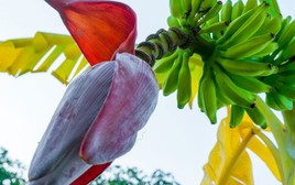 Hoa chuối có tác dụng gì, có giúp lợi sữa như nhiều người nghĩ?