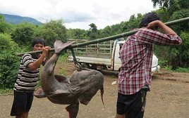 "Thủy quái" mệnh danh "sát thủ săn mồi" dưới lòng Sông Đà: Thuộc hàng Ngũ quý hà thủy