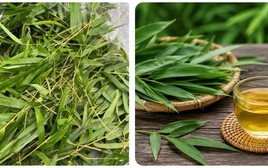 Bài thuốc chữa bệnh từ lá tre