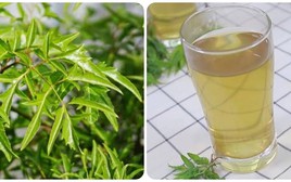 Uống nước lá đinh lăng hàng ngày có tốt?