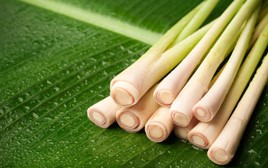 Nhiều gia đình Việt trồng cây sả ngoài sân: Hóa ra không chỉ để làm gia vị