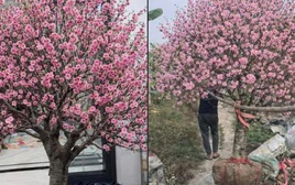 Bi hài chuyện chơi đào Tết khiến 1 người rơi lệ, vạn người xôn xao