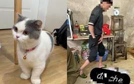 Xôn xao vụ tìm thấy mèo cưng ở lò mổ, cô gái khóc nghẹn khi chủ quán khăng khăng: "Không chuộc 6 triệu, anh livestream làm thịt cho em xem!"