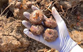 Thứ này ăn sống thì giải độc, nấu chín thì bổ phổi: Ngoài chợ sẵn nhiều giá chỉ vài nghìn mua đủ 1 bữa