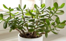 3 loại cây 'giữ của', 'hút' tài lộc nên trồng trong năm Bính Ngọ