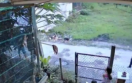 Tranh chấp đất ở Tây Ninh, cậu chém cháu gây thương tích 74%