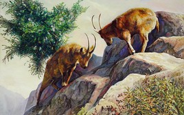 Tử vi tuổi Mùi 2026: Vướng Tam Tai nhưng vẫn bình an, may mắn