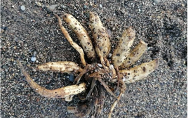 Loài cây kịch độc có thể gây tử vong chỉ sau một lần chạm trôi dạt vào bãi biển nổi tiếng, chuyên gia phát cảnh báo khẩn