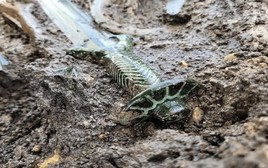 Thanh kiếm 8 cạnh 3.400 năm tuổi hé lộ bí mật độc đáo