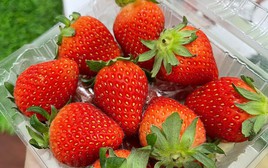 Dâu tây ở siêu thị có thể giữ tươi trong 1 tuần mà không bị thối, dâu tây bạn tự hái lại bị mốc chỉ sau 2 ngày: Câu trả lời không phải là chất bảo quản!