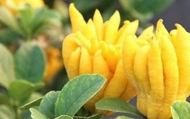 5 loại cây trồng trong nhà mang tới sung túc, may mắn năm 2026