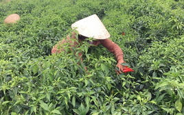 Lào liên tục săn lùng một loại 'vàng đỏ' của Việt Nam: Thu về 1,3 triệu USD trong tháng đầu năm, doanh nghiệp nào chiếm thị phần lớn nhất?