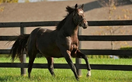 Choáng váng giá của 10 con ngựa đắt nhất thế giới