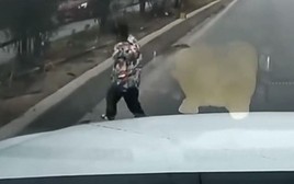 Clip bé trai chạy băng qua cao tốc khiến ô tô phanh “cháy bánh”