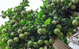 4 loại cây nên trồng tại ban công trong năm Bính Ngọ tăng vượng khí, giúp trường thọ