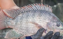 Cá rô phi Việt Nam 'làm mưa làm gió' ở nhiều nước