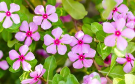 7 loại cây nên trồng ngay bây giờ