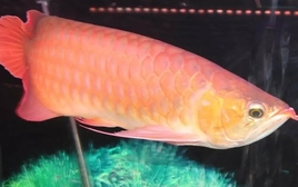 Ăn trứng cá rồng, 13 người ở Thanh Hóa nhập viện