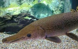 13 người ngộ độc do ăn trứng cá rồng là không chính xác