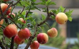 3 loại cây chiêu tài lộc, giải độc gan nên trồng trong nhà