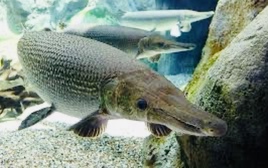 Công an Thanh Hóa bác tin 11 người bị ngộ độc do ăn trứng cá rồng