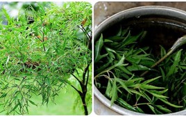 Những người không nên uống nhiều nước đinh lăng