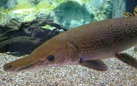 Sở Y tế Thanh Hóa thông tin chính chức vụ ngộ độc do ăn trứng cá phúc lộc thọ