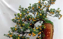 Cảnh báo đặc biệt tới các gia đình đang bày cây quất ngày Tết