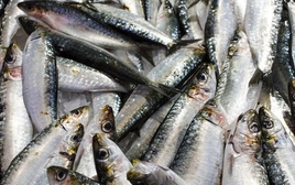 Mỹ đánh giá: Không phải cá hồi, đây mới là loài cá “tốt nhất thế giới”, cực giàu omega-3, đi chợ thấy thì nên mua ngay