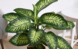 Đừng trồng 3 loại cây này trong nhà