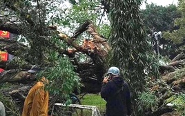 Cây đổ ở vườn hoa Hà Nội, một phụ nữ nhập viện