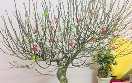 Cảnh báo đặc biệt tới các gia đình đang bày hoa đào ngày Tết