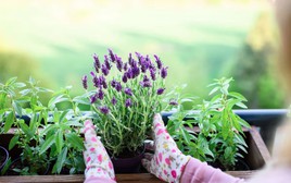 4 loại cây đẹp "hút hồn" nên được trồng ngay bây giờ