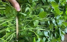 Loại rau "siêu phẩm thế giới", được Mỹ chấm điểm 100/100: Chợ Việt bán la liệt, 15.000đ/mớ