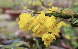 Bất ngờ với giống hoa Tết có tới hàng chục cánh, được giới sành chơi đặc biệt săn đón