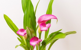 Những loài hoa cát tường nên trưng trong năm Bính Ngọ