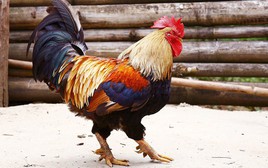 Chọn gà ăn Tết mà chưa thử 7 giống này thì phí cả đời: Thịt thơm, da giòn, cúng xong ai ăn cũng tấm tắc