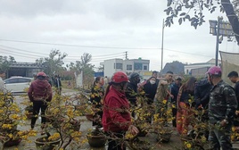 VIDEO: Nhiều người đến mua sau khi hay tin người từ Gia Lai ra Nghệ An bán mai Tết “bị lừa”